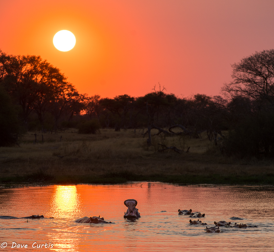 Hippo Sunset - Okavango