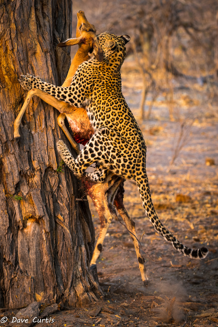 Leopard - Okavango