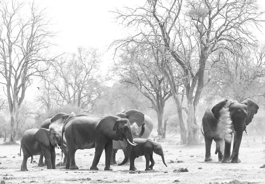 Elephants - Okavango