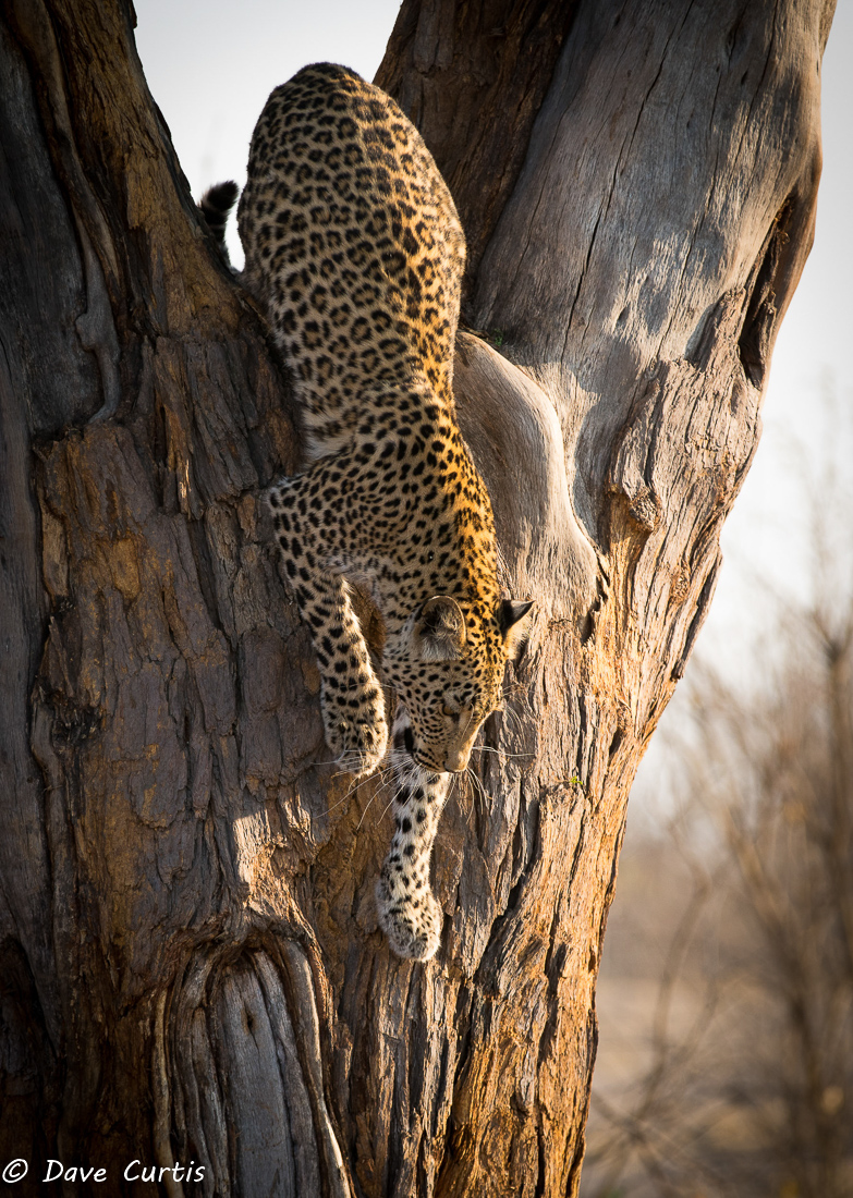 Leopard - Okavango