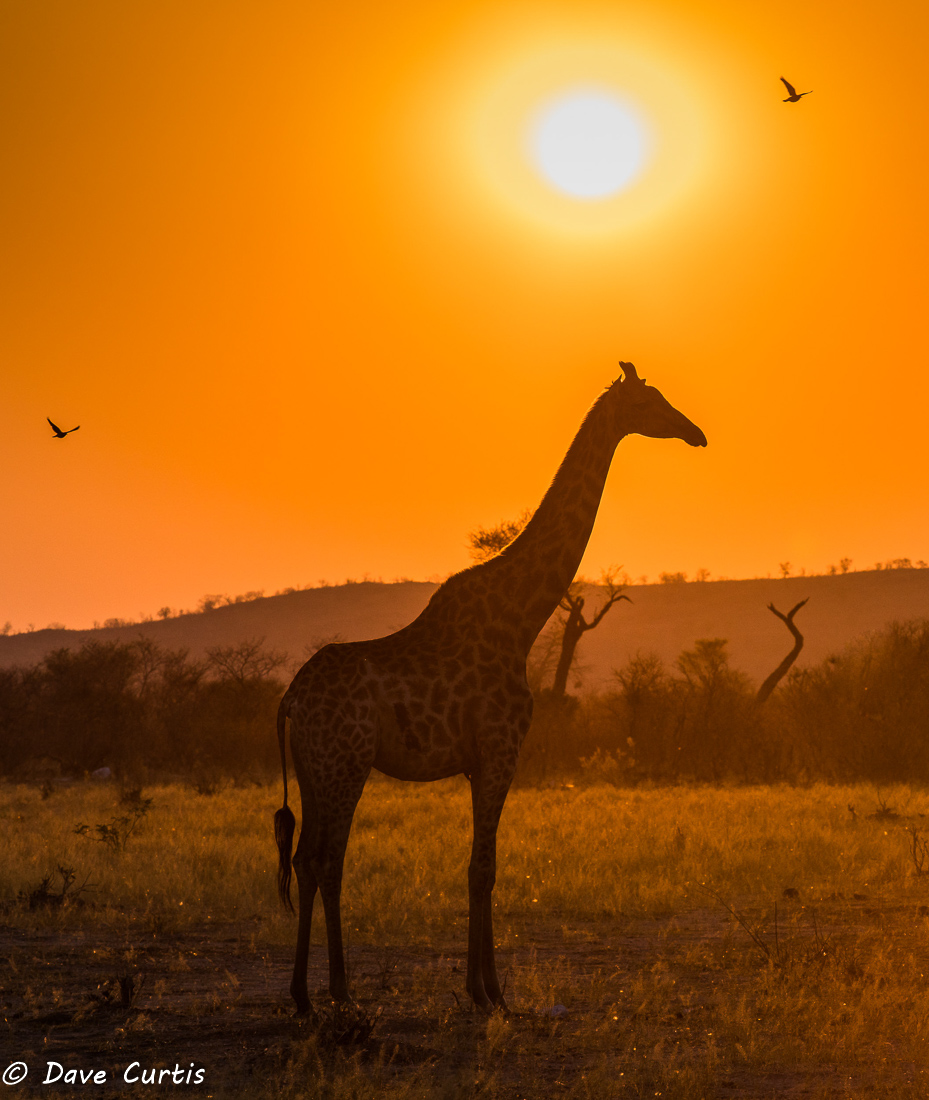 Giraffe - Okavango