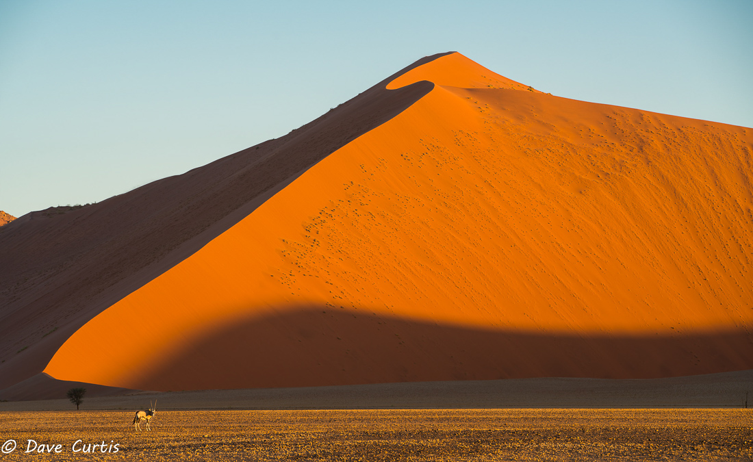 Sand dune and Oryx - Namibia