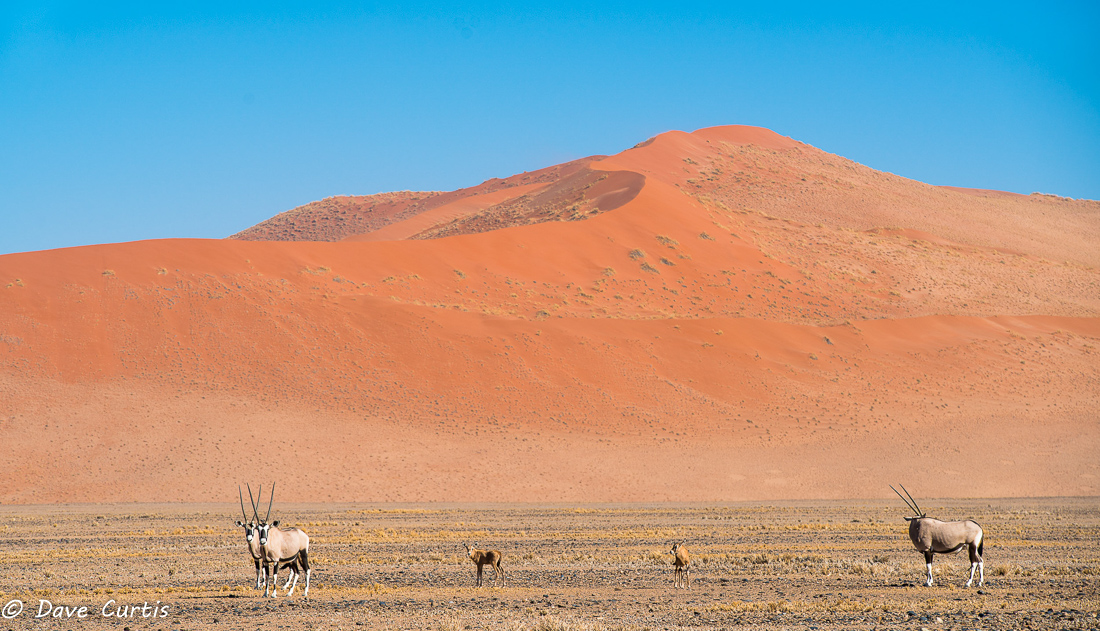 Sand dunes and Oryx - Namibia