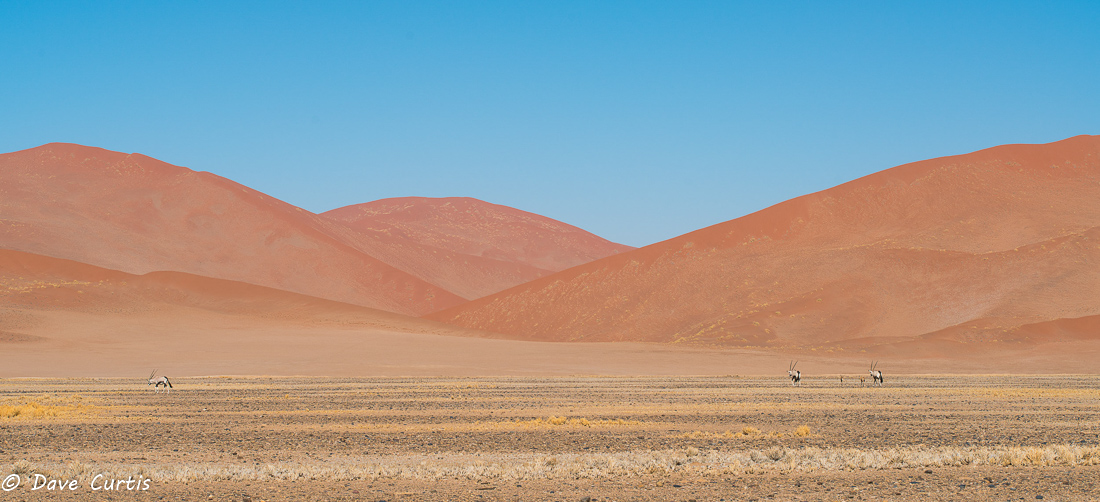 Sand dunes and Oryx - Namibia