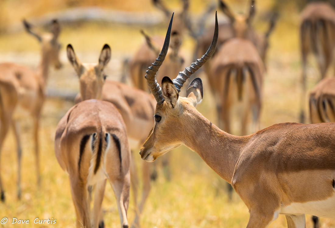 Impala - Okavango