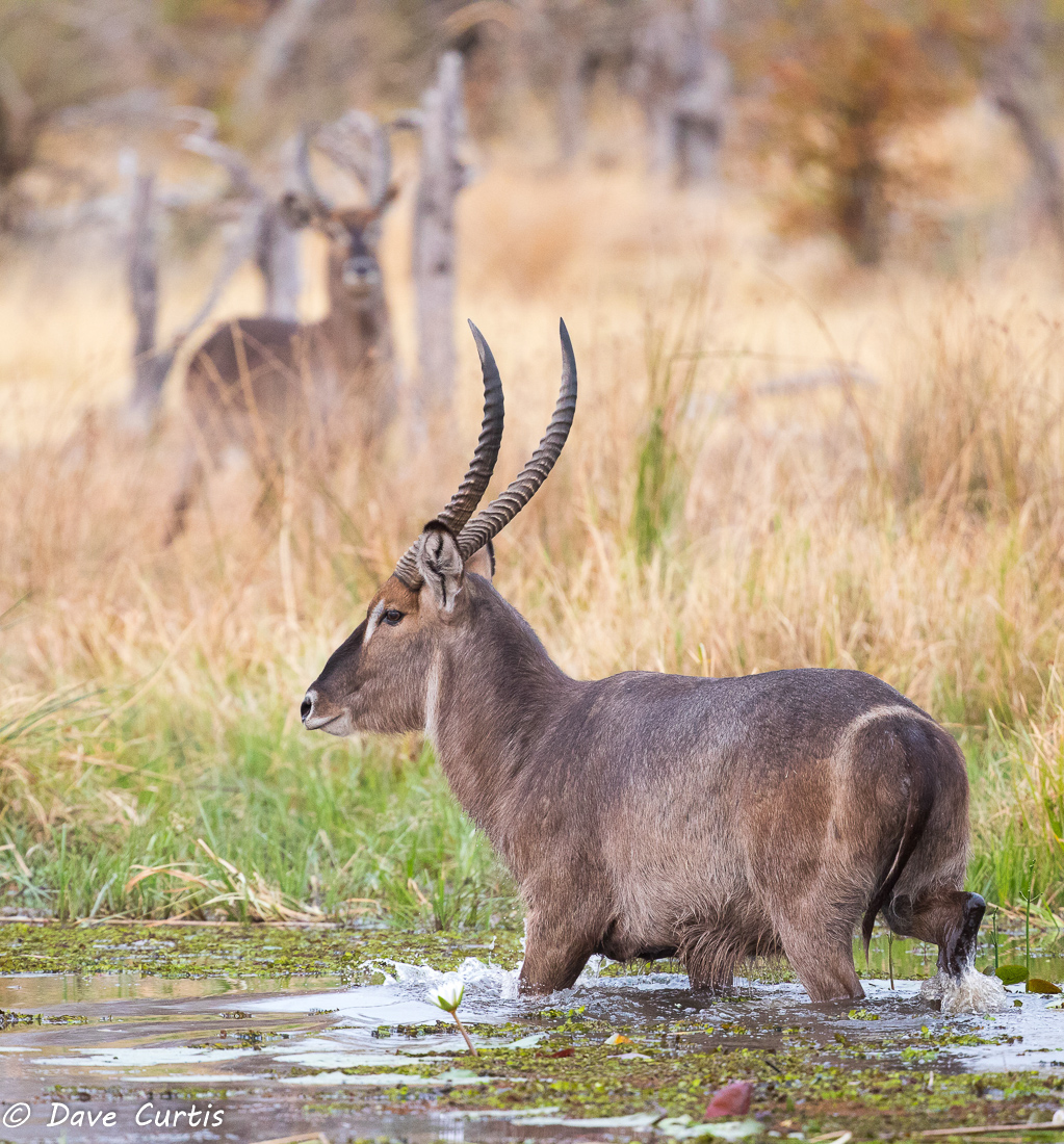 Waterbuck - Okavango