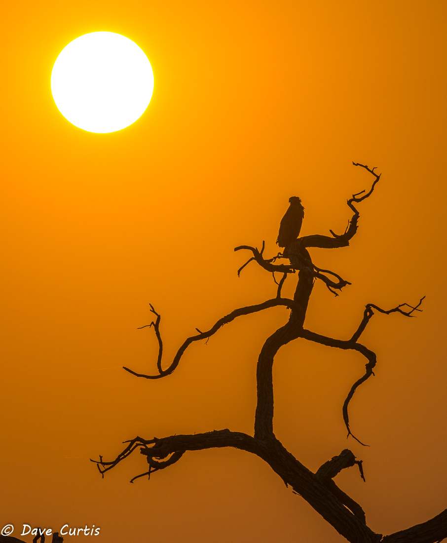 Eagle Sunrise - Okavango