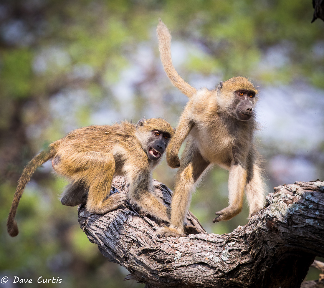 Baboons - Okavango