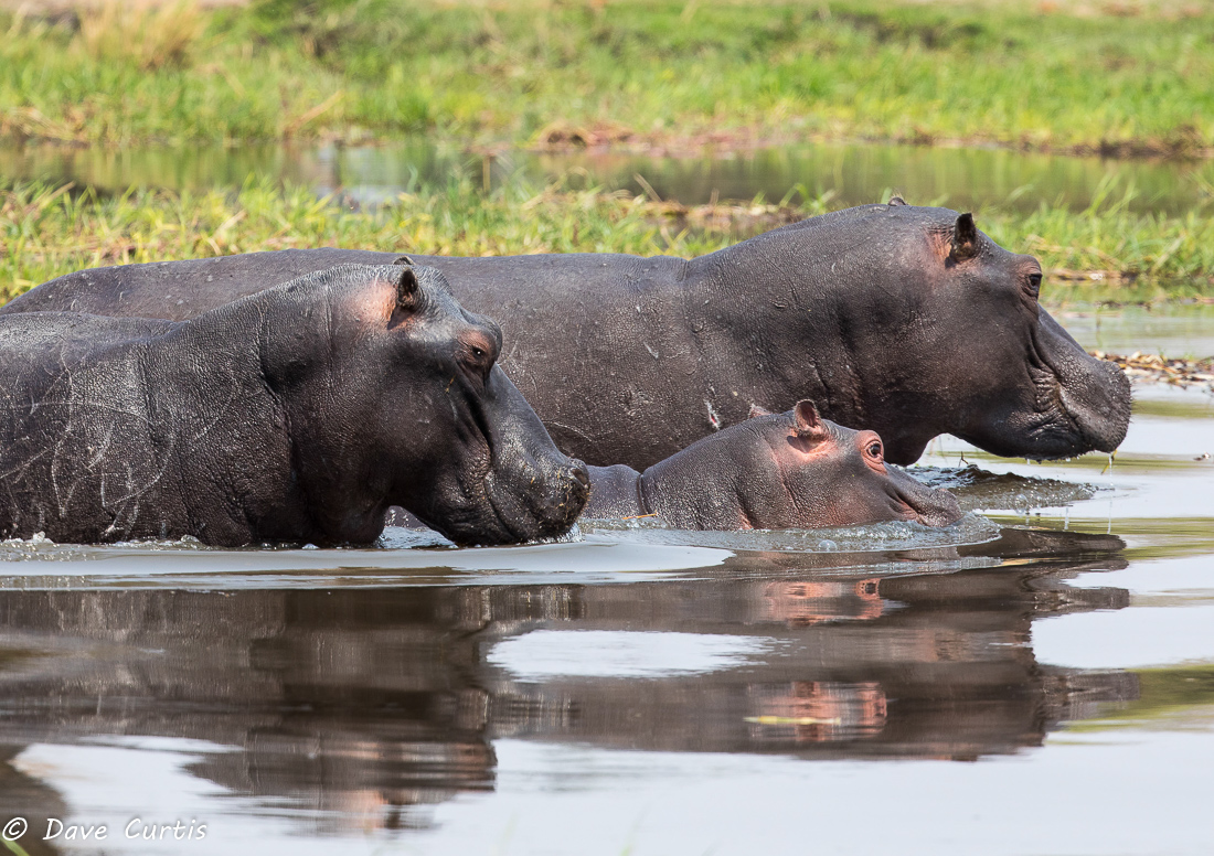 Hippos - Okavango