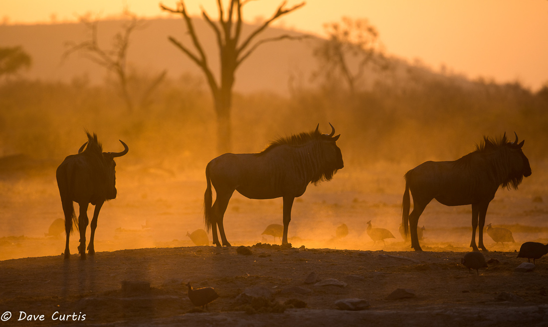Blue Wildebeest - Okavango