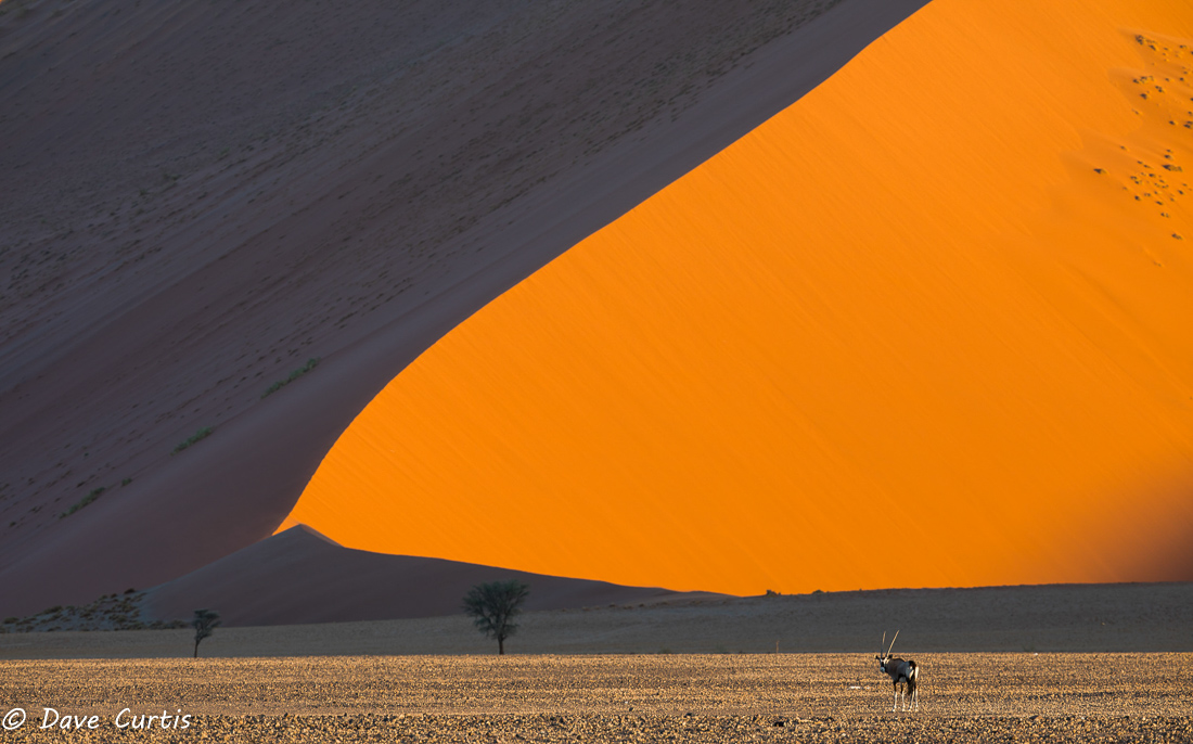 Sand dune and Oryx - Namibia