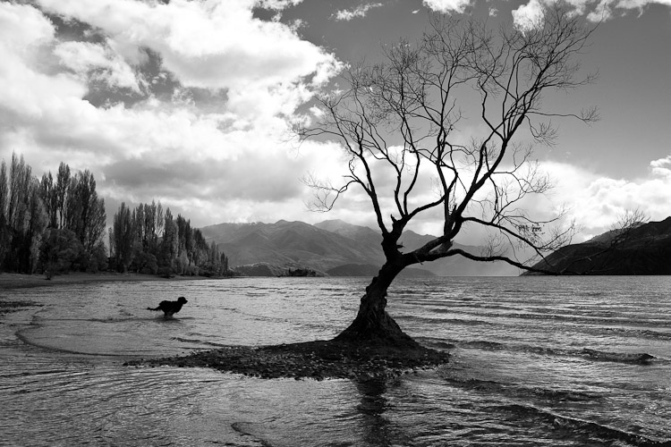 Dog and Tree, Wanaka 2011