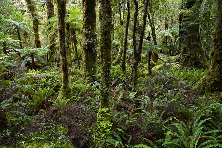 Rainforest, Doubtful Sound 2010
