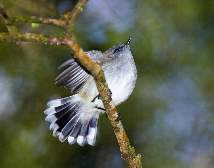 Grey Warbler, Catlins 2007