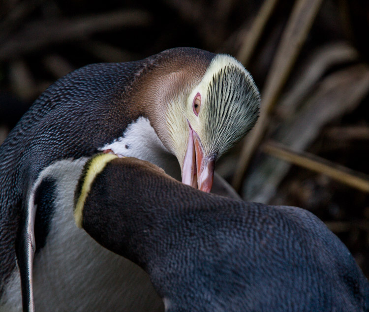 Yellow-Eyed Penguin, Otago 2010