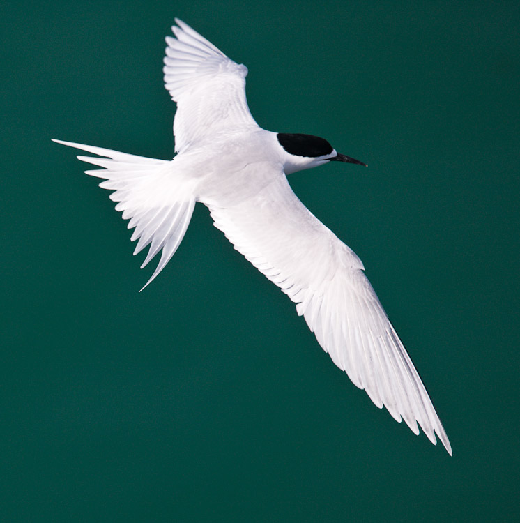 White-Fronted Tern, Dunedin 2009
