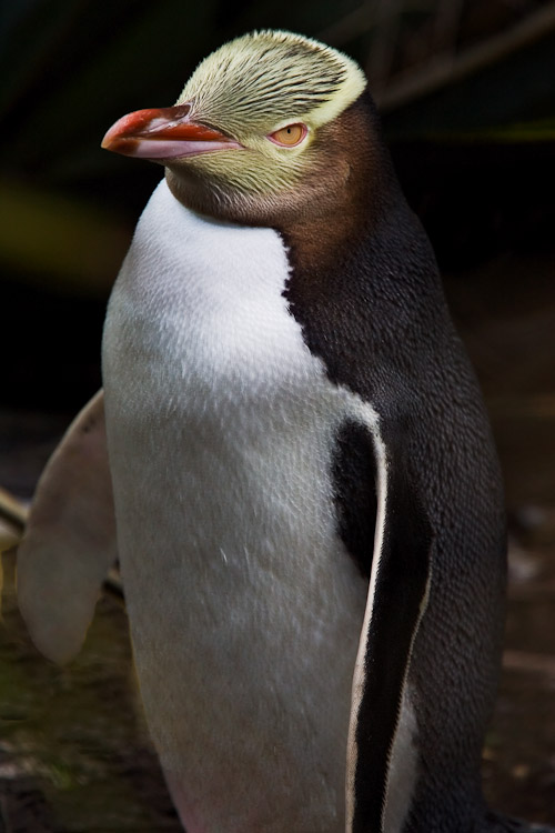 Yellow-Eyed Penguin, Otago 2006
