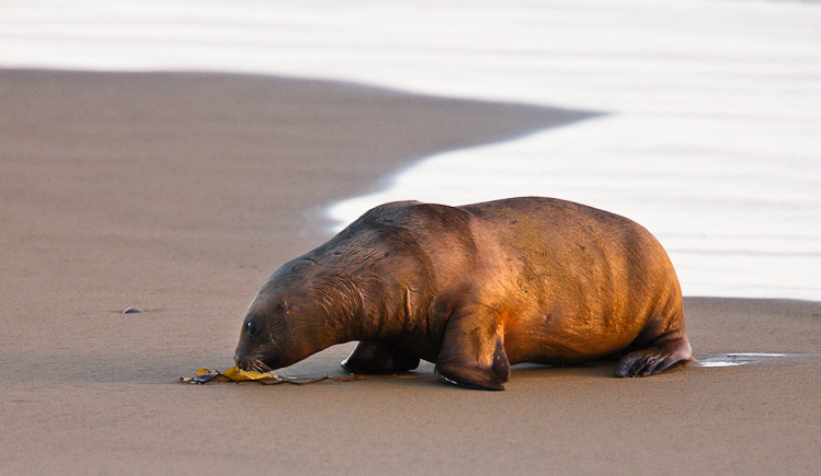 Baby Sealion and Seaweed, Otago 2009