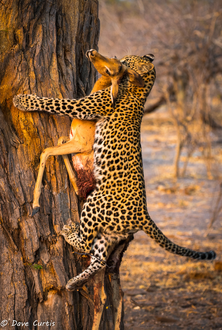Leopard and Impala- Okavango