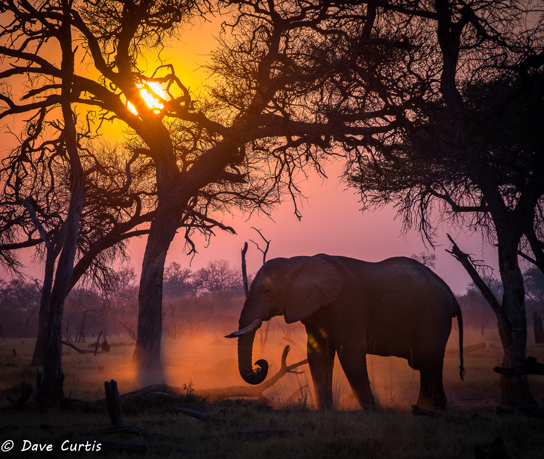 Elephant - Okavango