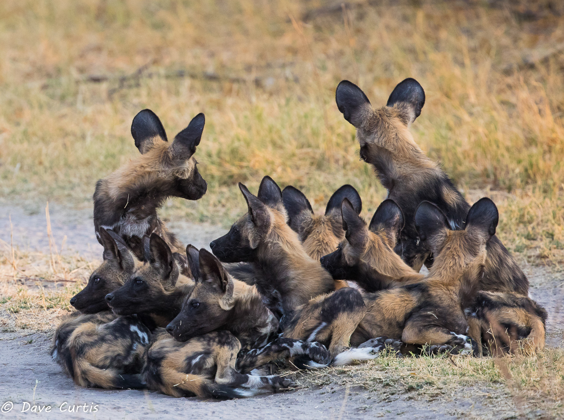 Wild Dogs - Okavango