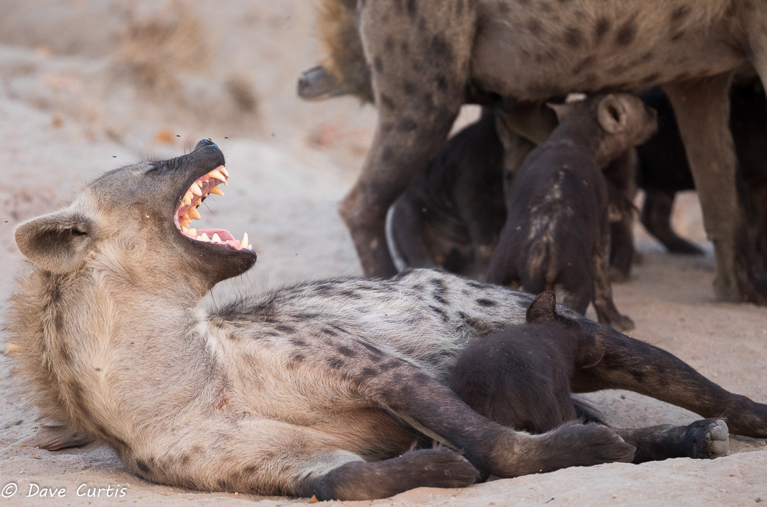 Spotted Hyena - Okavango