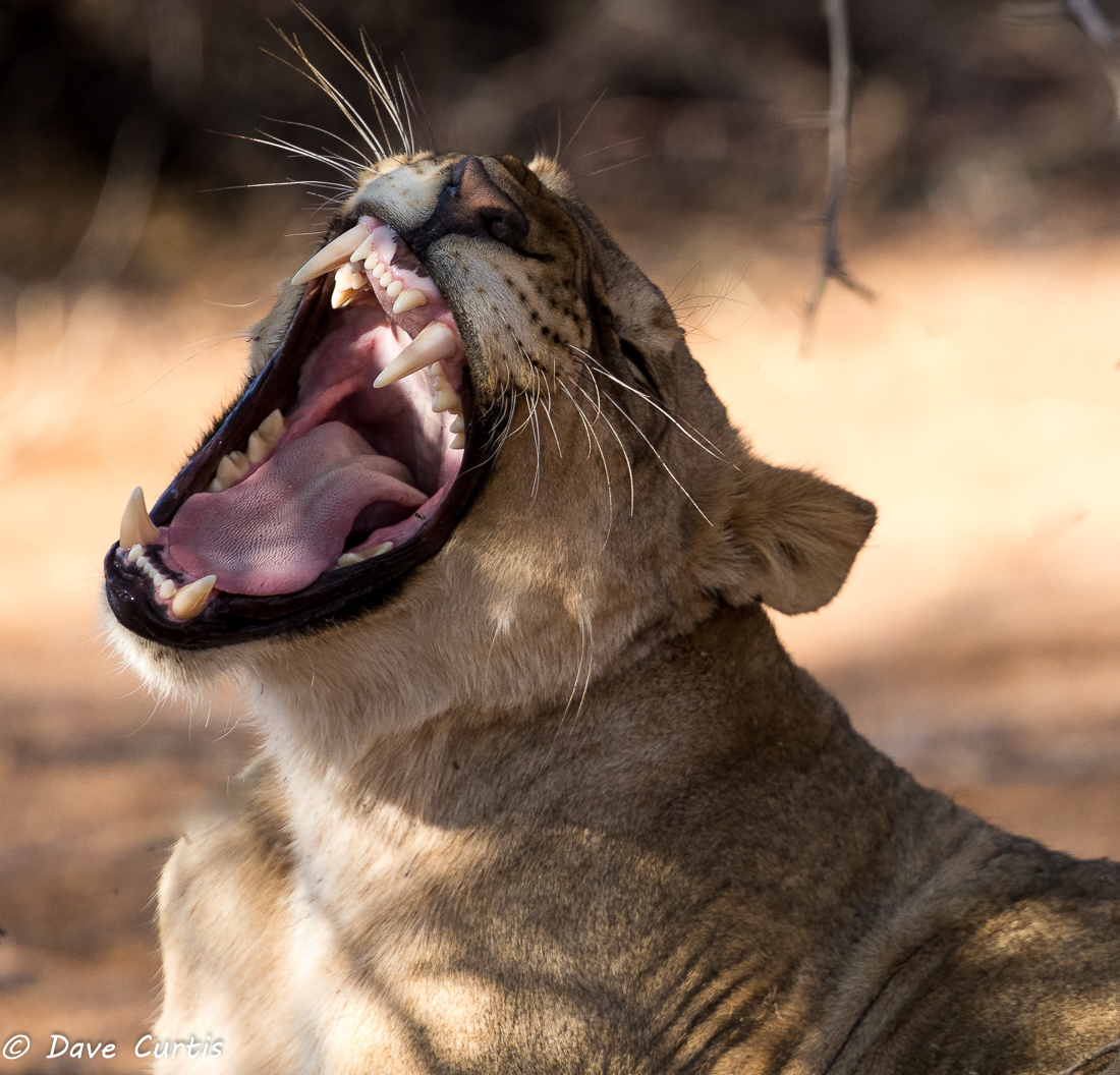 Lion - Namibia