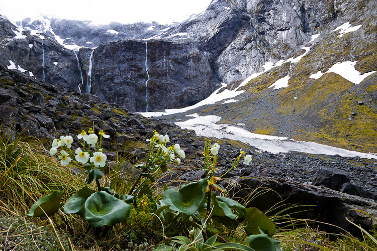 Alpine Flowers, Fiordland 2006