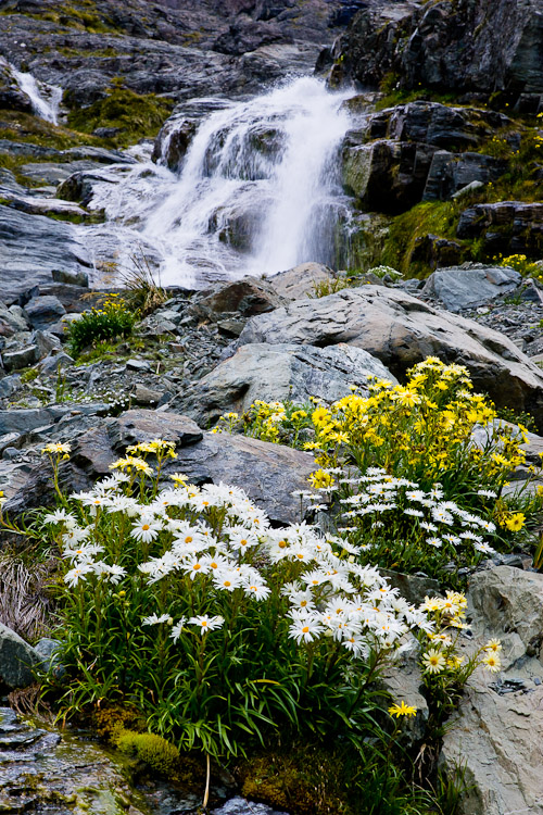 Alpine Flowers 2, Fiordland 2006